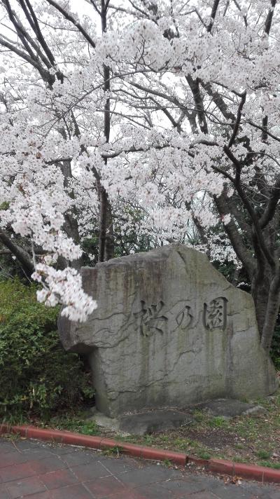 「名古屋」大高緑地・桜の園
