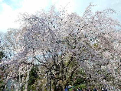 東京２０１６桜　【１】六義園