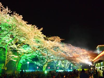 2016年4月　としまえんの夜桜ウィーク　サクラナイトに行ってみた。