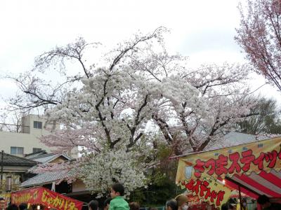 犬山祭りと桜三昧２