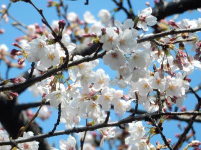 東京２０１６桜　【２】皇居・乾通り