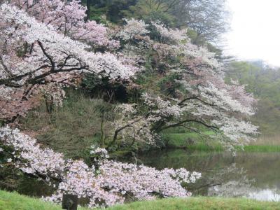 皇居・乾通りの一般公開最後の日に桜見物を行う