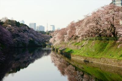 出勤途上のお花見　早朝の千鳥ヶ淵とライトアップの千鳥ヶ淵