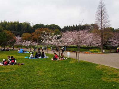 家康ご生母於大公園、旭公園　桜まつり　2016