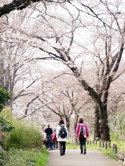 Japan　春らんまんの根川緑道　　～ミツバチばあやの冒険～