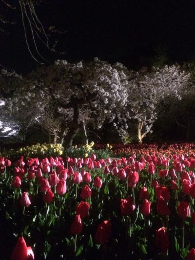 フラワーパークの夜桜ライトアップ。