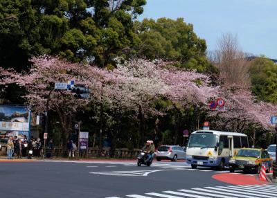 桜を追いかけてー３　千鳥ヶ淵から靖国神社へ