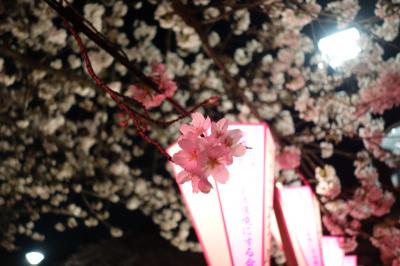 友人と目黒川ランチと夜桜見物