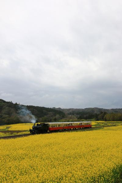 2016年　千葉県市原市　養老渓谷～飯給　菜の花＆桜巡り