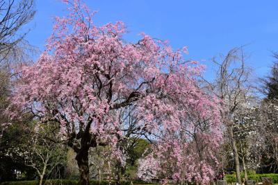 青空に映える真鶴のしだれ桜 2016（神奈川）