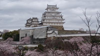 2016姫路でのお花見