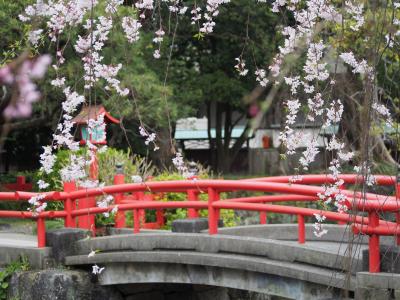 三嶋大社と小田原城の桜