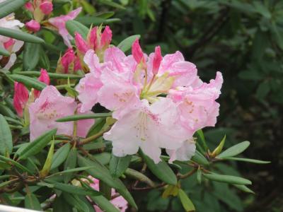 久しぶりに皇居・東御苑を訪問する①本丸でソメイヨシノその他の桜、花き類の素晴らしい風景を眺める