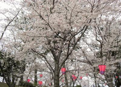 2016年　山口県・山陽小野田市　若山公園の桜と、住吉神社と笠井順八翁像を見に行きました。
