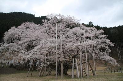 2016年の桜はしご - 国天然記念物 岐阜・本巣の淡墨桜（日本五大桜（三大巨桜））