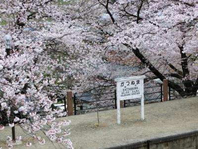 2016　春　満開の桜を楽しもう！勝沼ぶどう郷駅