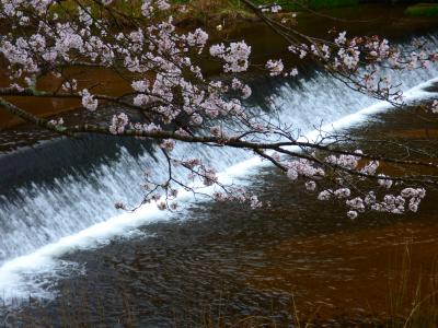 2016年4月3日（日）　鳥取県南部町　名所　法勝寺の桜