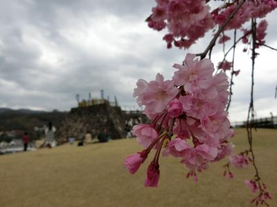 2016　春　満開の桜を楽しもう！甲府で桜を愛でて