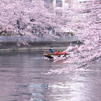 櫓で漕ぐ和船に揺られてお花見