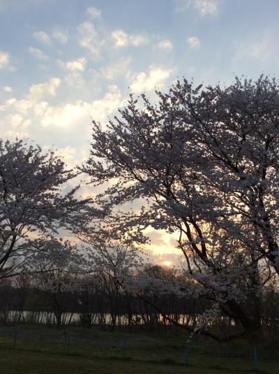 *:.春爛漫.:* 雨後の桜が心配…夕暮れ時の桜のシルエットが綺麗でした！！