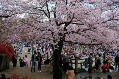 花曇り　飛鳥山　桜祭り