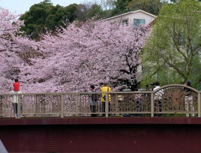 花曇り　王子駅から　板橋区へ　石神井川の満開の桜を尋ねる