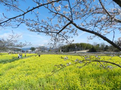 『カナマロン』でランチ＆京田辺市『観音寺』で桜と菜の花のコラボ♪with みらちゃん＆ガブちゃん