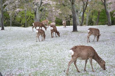 奈良の桜名所めぐり（その１）奈良公園