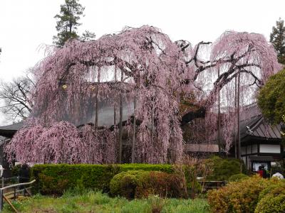 山梨・日本人なら一生に一度は見ておきたい“大桜・一本桜”を訪れて