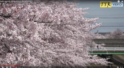 奈良県橿原市　飛鳥川の桜並木を４K動画でご紹介