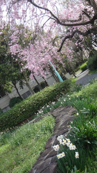 横井山緑地公園の桜