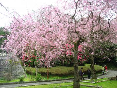 ’１６　関東の駅百選の根府川駅＆真鶴しだれ桜の宴