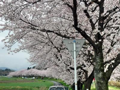 嵐山渓谷と都幾川の桜堤