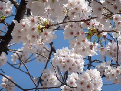 2016　桜　 京都　鴨川　遊歩道