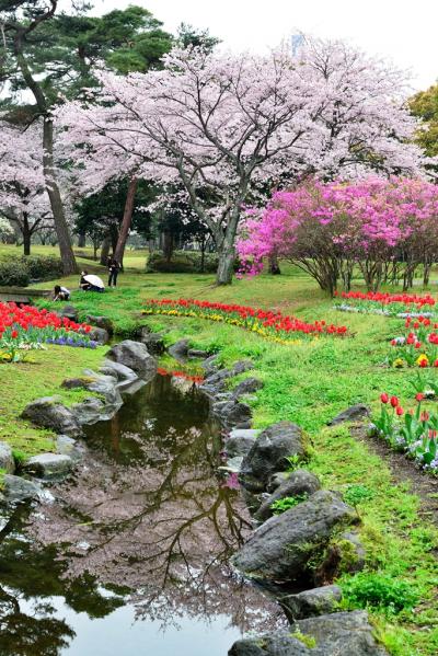 チューリップと桜の別府公園