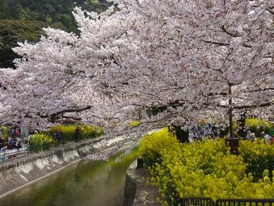 京都山科　びわ湖疏水の桜と菜の花　2016