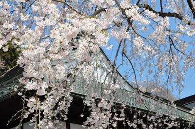 満開のさくら　　ＩＮ　　宗徳寺