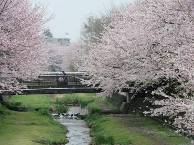 2016年4月3日：桜満開の野川西之橋～武蔵野公園まで散策