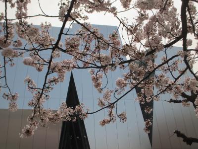 墨田北斎美術館と木場公園の桜