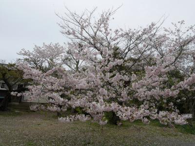 今年最後の桜を愛でに行こう！糸島にドライブ♪