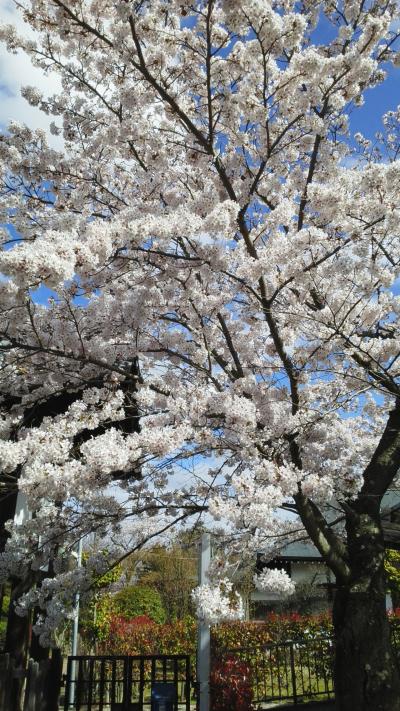 名古屋、奈良、大阪　桜巡り　大阪編