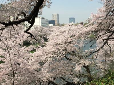 皇居周辺お花見ウォーキング