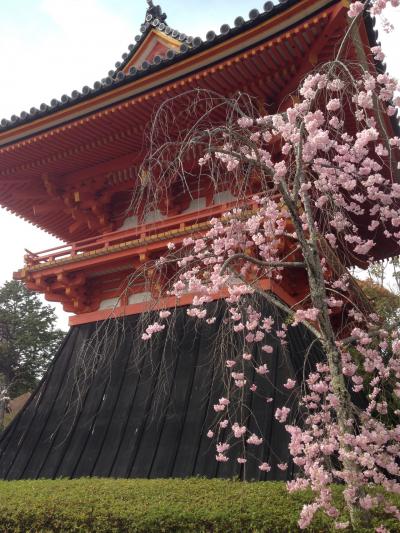 桜満開の京都