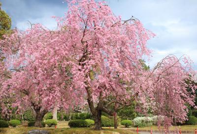 桜sakura旅Part４　愛知県緑化センターユキヤナギと桜、東名古屋カントリークラブのしだれ桜を愛でる♪