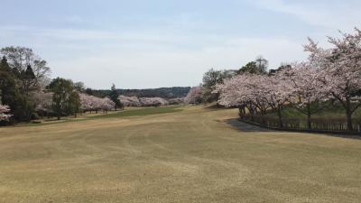 千本桜が満開だった「鳳林カントリークラブ」でラウンドしました。