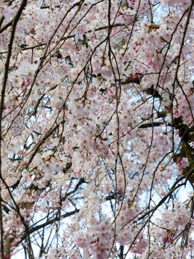 2016.3　六義園のしだれ桜
