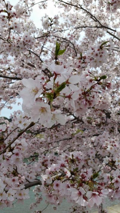 浜松城→都田川→奥山→フラワーパーク。桜巡りしてきました。