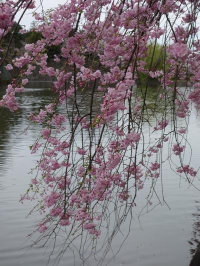 名古屋城北の堀の枝垂桜が満開でした。ピンクの花と堀の水がよくマッチします。