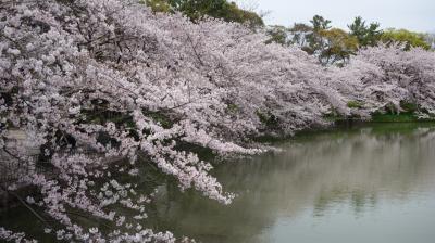 名城公園の桜は，風車の地区より，噴水の地区のが良い。静かに楽しめます。