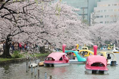 東京散歩　桜の２つの名所を歩いて（上野公園→浅草隅田川）
